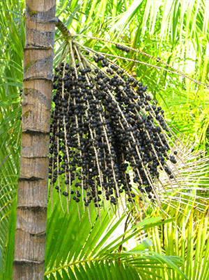 ACAI: This Small Purple Berry Is A Powerhouse Antioxidant!