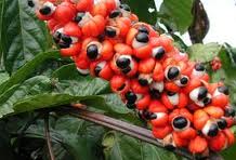 GUARANA: A Little Bit Goes A Long Way